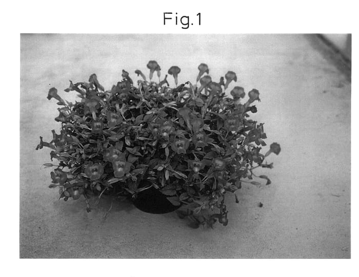 Figure 1 of US plant patent PP14302, the photograph of Sunrenirirepa printed in the patent.