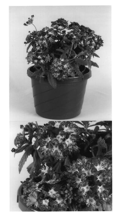 Figure 1 of US plant patent PP14303, the photograph of Kievervlek printed in the patent.