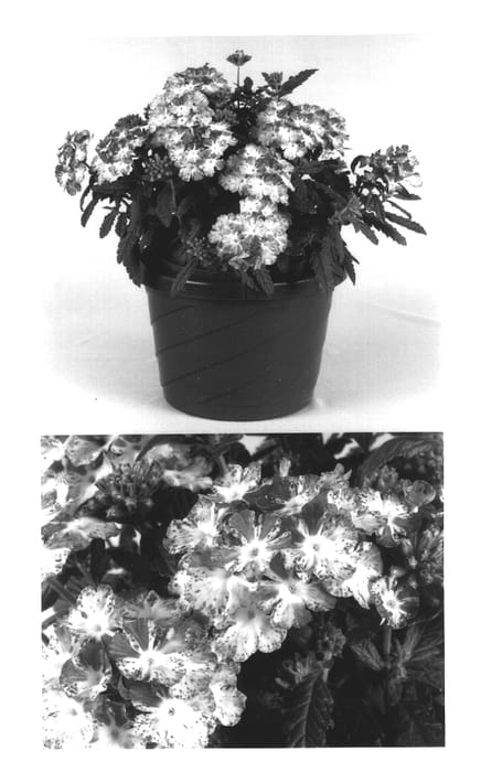 Figure 1 of US plant patent PP14305, the photograph of Kieversil printed in the patent.