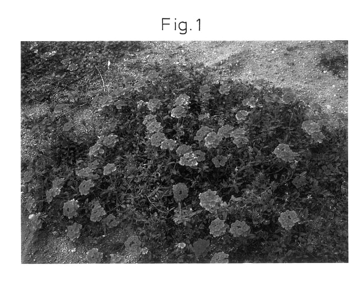 Figure 1 of US plant patent PP14306, the photograph of Sunmariro printed in the patent.
