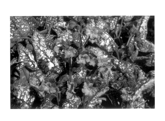 Figure 1 of US plant patent PP14307, the photograph of Pink Haze printed in the patent.