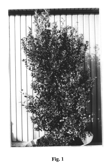 Figure 1 of US plant patent PP14308, the photograph of Heckenstar printed in the patent.