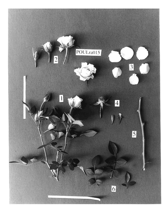 Figure 1 of US plant patent PP14309, the photograph of POULra015 printed in the patent.