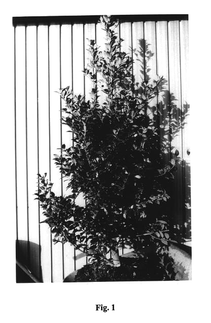 Figure 1 of US plant patent PP14310, the photograph of Hachfee printed in the patent.