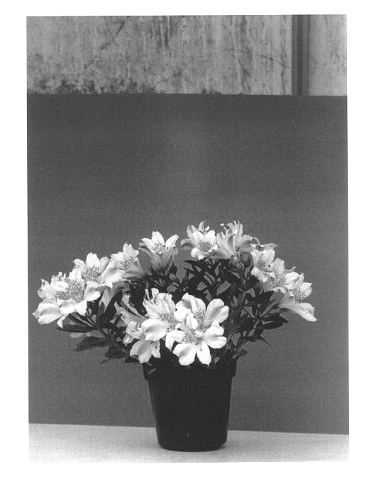 Figure 1 of US plant patent PP14311, the photograph of Sophie printed in the patent.