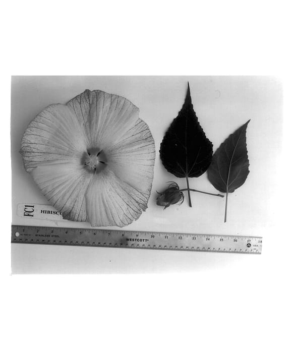 Figure 1 of US plant patent PP14312, the photograph of Morrison-Gilberg (X) printed in the patent.