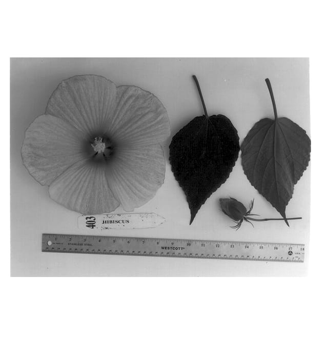 Figure 1 of US plant patent PP14313, the photograph of Morrison-Gilberg (VII) printed in the patent.