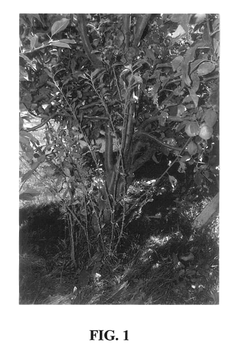 Figure 1 of US plant patent PP14314, the photograph of Lynn printed in the patent.