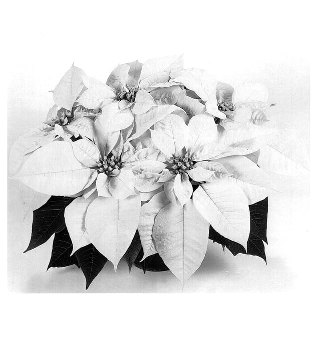 Figure 1 of US plant patent PP14315, the photograph of Duepremwi printed in the patent.