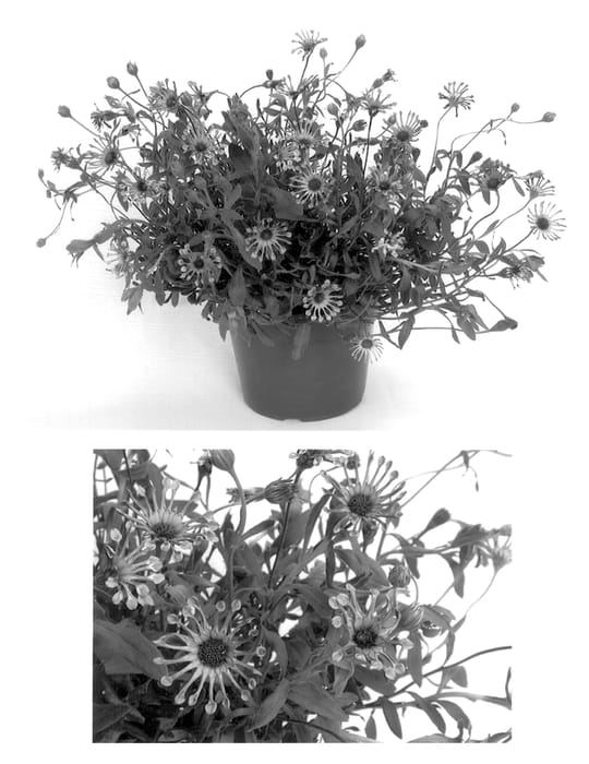 Figure 1 of US plant patent PP14316, the photograph of Aknik printed in the patent.