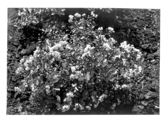 Figure 1 of US plant patent PP14317, the photograph of Coral Filli printed in the patent.