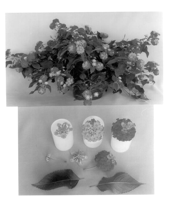 Figure 1 of US plant patent PP14318, the photograph of Robmornorg printed in the patent.