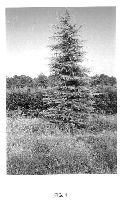 Figure 1 of US plant patent PP14319, the photograph of CDMTF2 printed in the patent.