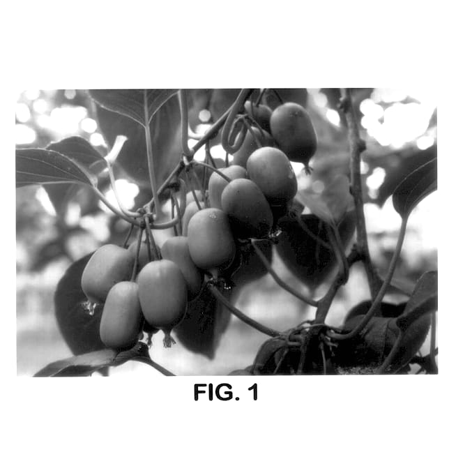 Figure 1 of US plant patent PP14320, the photograph of Hortgem Wha printed in the patent.