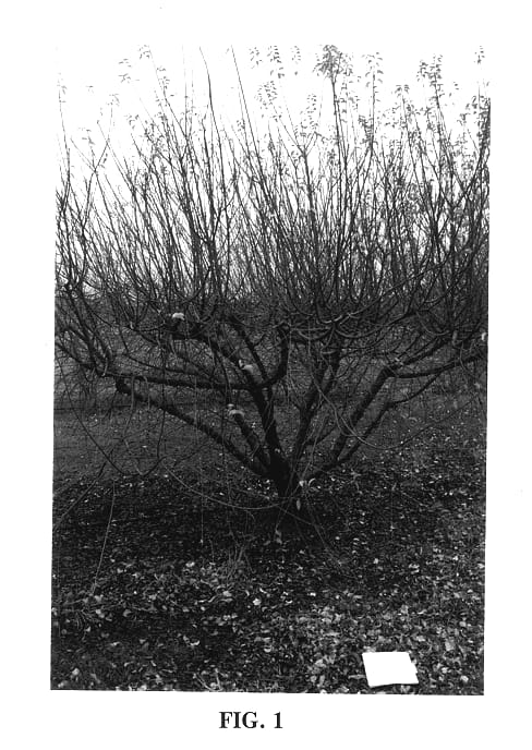 Figure 1 of US plant patent PP14321, the photograph of UCMH 55 printed in the patent.