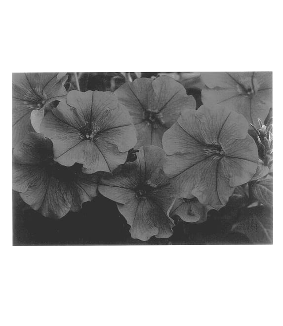 Figure 1 of US plant patent PP14322, the photograph of Whip Scarl printed in the patent.