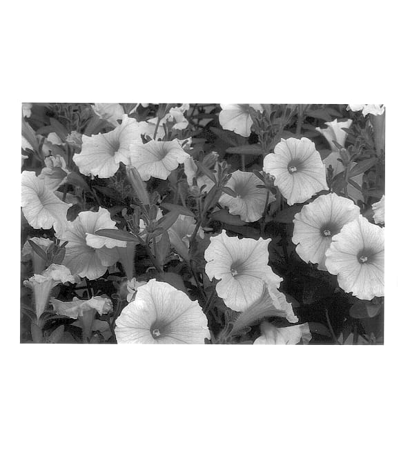 Figure 1 of US plant patent PP14323, the photograph of Whip Lityel printed in the patent.