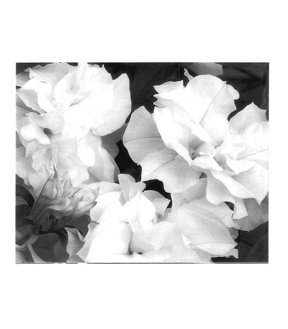 Figure 1 of US plant patent PP14324, the photograph of Reflec White printed in the patent.
