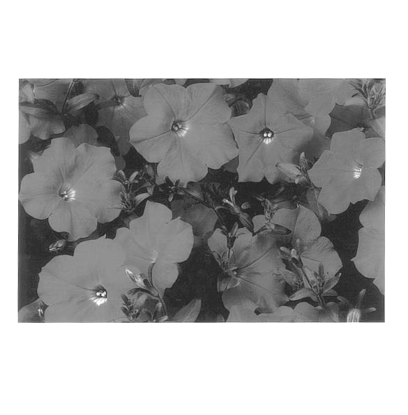 Figure 1 of US plant patent PP14325, the photograph of Jam Hopink printed in the patent.