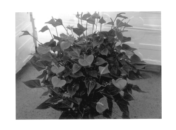 Figure 1 of US plant patent PP14326, the photograph of VR 172 printed in the patent.