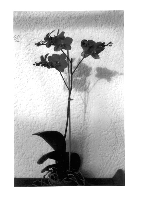 Figure 1 of US plant patent PP14327, the photograph of Exotic Beauty printed in the patent.