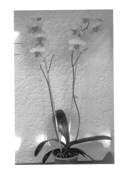 Figure 1 of US plant patent PP14328, the photograph of Exotic Moon printed in the patent.