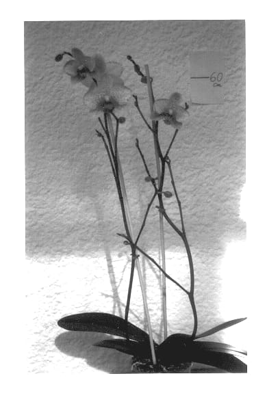 Figure 1 of US plant patent PP14329, the photograph of Exotic Wonder printed in the patent.