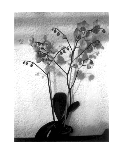 Figure 1 of US plant patent PP14330, the photograph of Exotic Lady printed in the patent.
