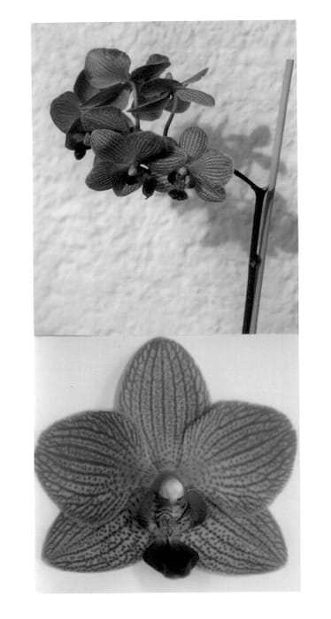 Figure 1 of US plant patent PP14331, the photograph of Exotic Flame printed in the patent.
