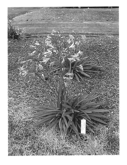 Figure 1 of US plant patent PP14332, the photograph of ATIblu printed in the patent.