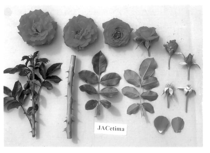 Figure 1 of US plant patent PP14333, the photograph of JACetima printed in the patent.