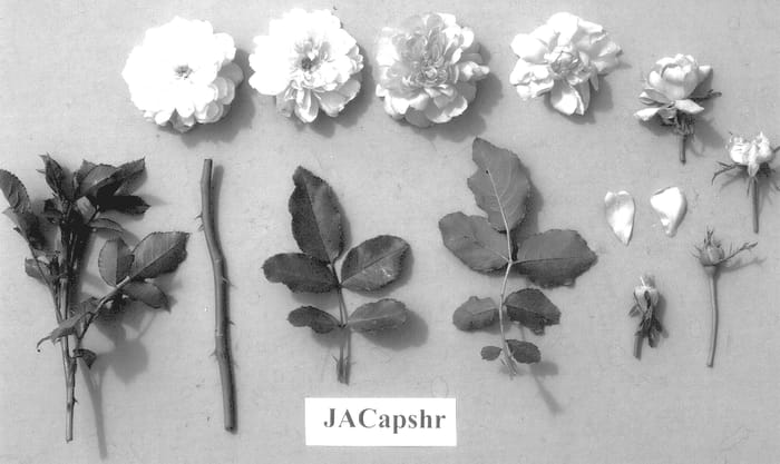 Figure 1 of US plant patent PP14334, the photograph of JACapshr printed in the patent.