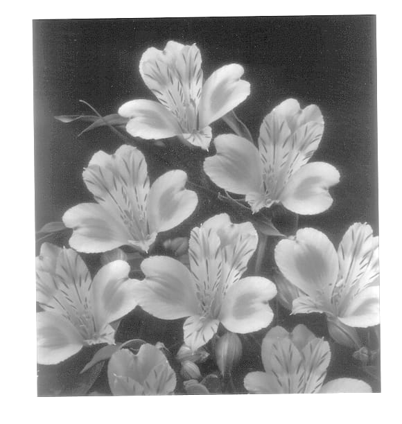 Figure 1 of US plant patent PP14335, the photograph of Staqueen printed in the patent.