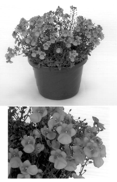Figure 1 of US plant patent PP14336, the photograph of Codipeim printed in the patent.