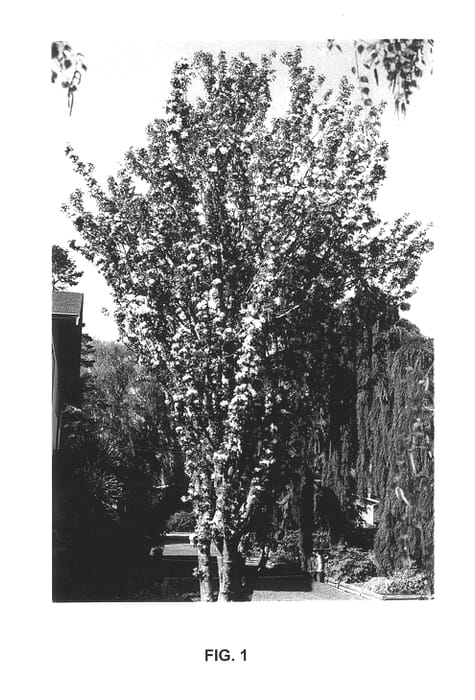Figure 1 of US plant patent PP14337, the photograph of Jarmin printed in the patent.