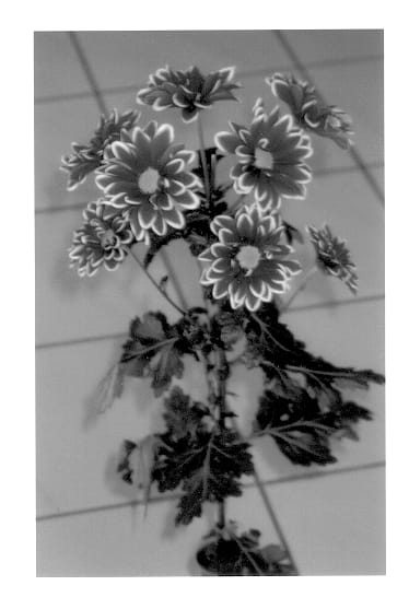 Figure 1 of US plant patent PP14338, the photograph of Orinoco printed in the patent.