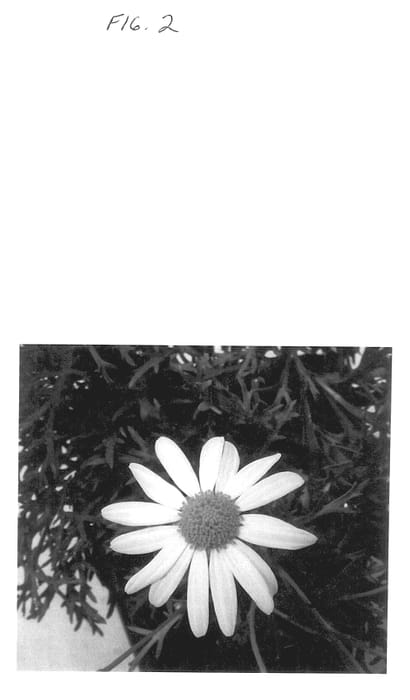 Figure 2 of US plant patent PP14339, the photograph of Balargrite printed in the patent.