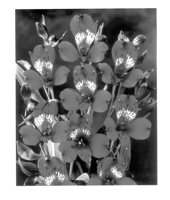 Figure 1 of US plant patent PP14340, the photograph of Zanvelvet printed in the patent.