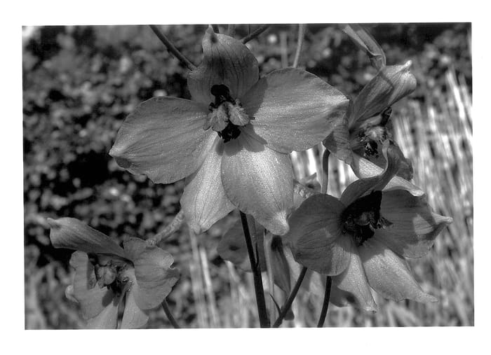 Figure 1 of US plant patent PP14341, the photograph of Delgaal printed in the patent.