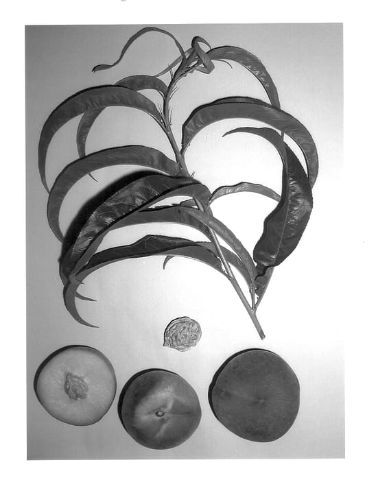 Figure 1 of US plant patent PP14342, the photograph of Burpeachfourteen printed in the patent.