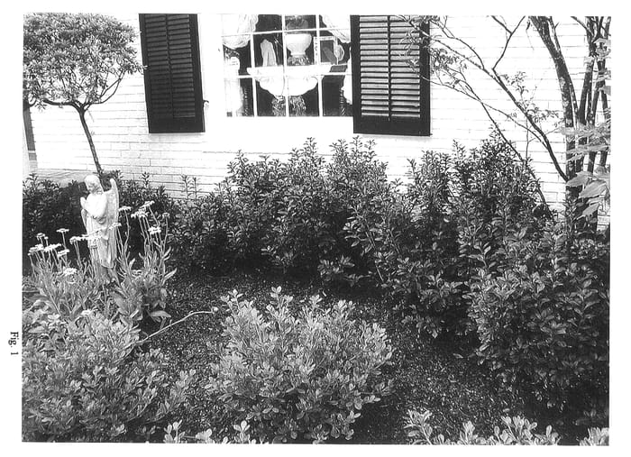 Figure 1 of US plant patent PP14343, the photograph of Crimson Queen printed in the patent.