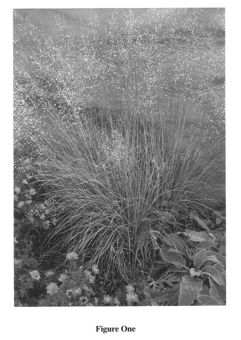 Figure 1 of US plant patent PP14344, the photograph of Morning Mist printed in the patent.