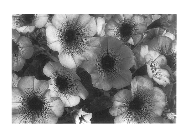 Figure 1 of US plant patent PP14345, the photograph of Jam Bluin printed in the patent.