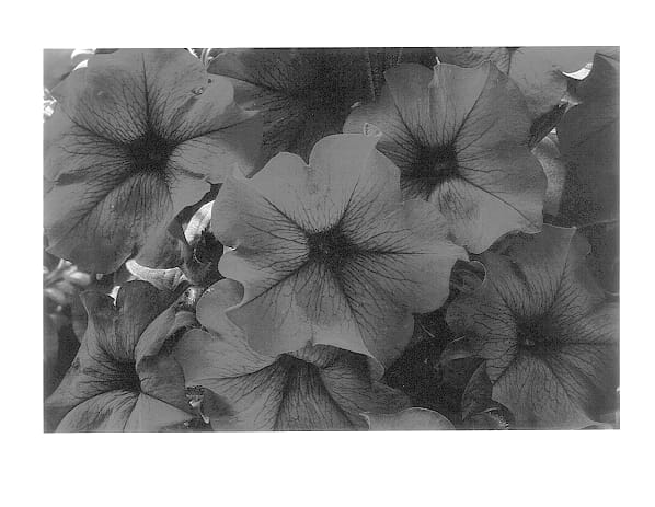 Figure 1 of US plant patent PP14346, the photograph of Jam Burg printed in the patent.