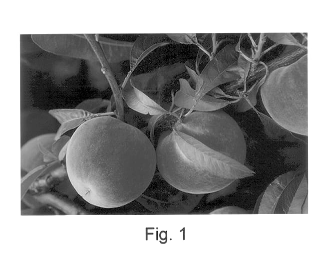 Figure 1 of US plant patent PP14347, the photograph of Southern Star printed in the patent.