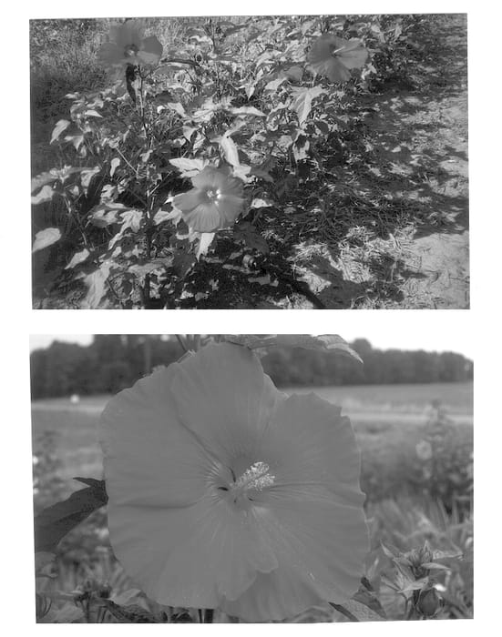 Figure 1 of US plant patent PP14348, the photograph of Vulcan printed in the patent.