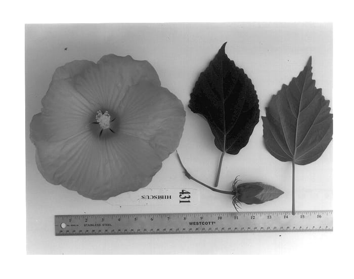 Figure 1 of US plant patent PP14349, the photograph of Morrison-Gilberg (IX) printed in the patent.
