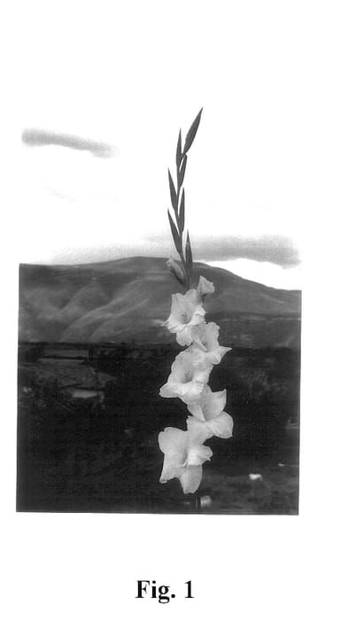 Figure 1 of US plant patent PP14350, the photograph of Golden Goddess printed in the patent.