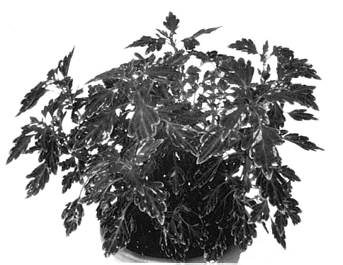 Figure 1 of US plant patent PP14351, the photograph of Balaureve printed in the patent.