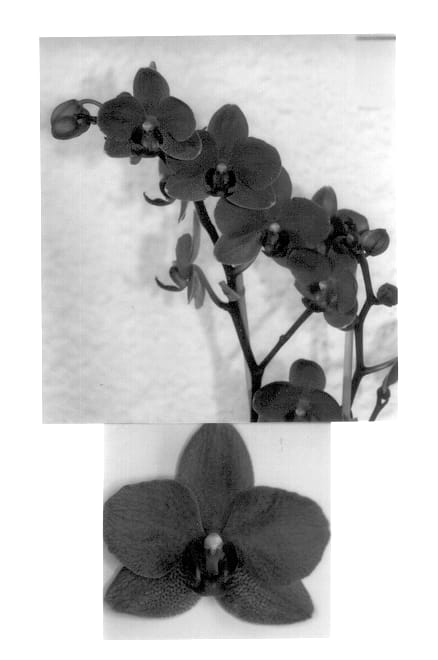 Figure 2 of US plant patent PP14352, the photograph of Exotic Ruby printed in the patent.
